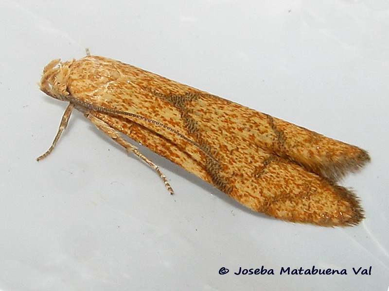 Blastobasis decolorella - Blastobasidae